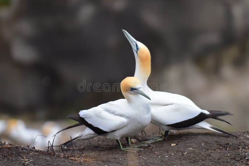 Dzicy gannets w koperczaki przy Muriwai, Nowa Zelandia zdjęcia royalty free Dzicy gannets w koperczaki przy Muriwai, Nowa Zelandia zdjęcia royalty free