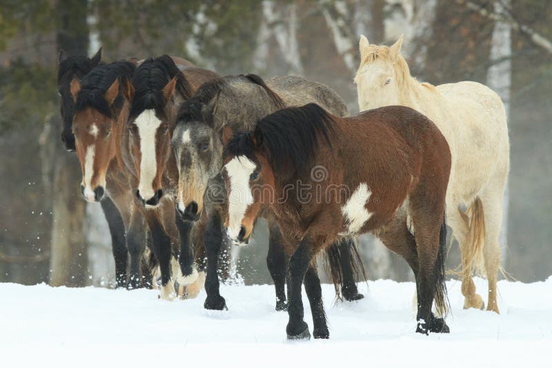 Wild horses in the snowy mountains in northern states. Wild horses in the snowy mountains in northern states.