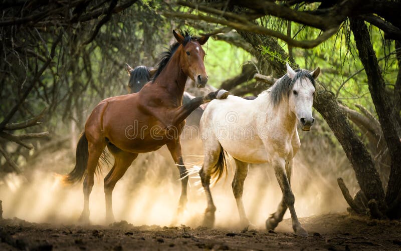 Salt River Wild Horses, or Mustangs, in the Tonto National Forest, East of Phoenix in Arizona. Salt River Wild Horses, or Mustangs, in the Tonto National Forest, East of Phoenix in Arizona