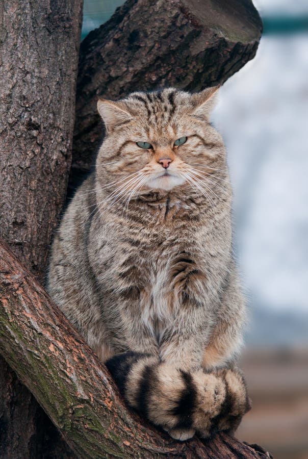 Dzicy kota Felis silvestris obraz royalty free Dzicy kota Felis silvestris obraz royalty free