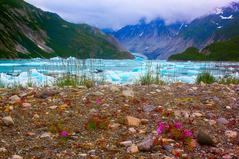 Dzicy kwiaty zbliżają mc'Bride lodowa w lodowiec zatoki park narodowy.