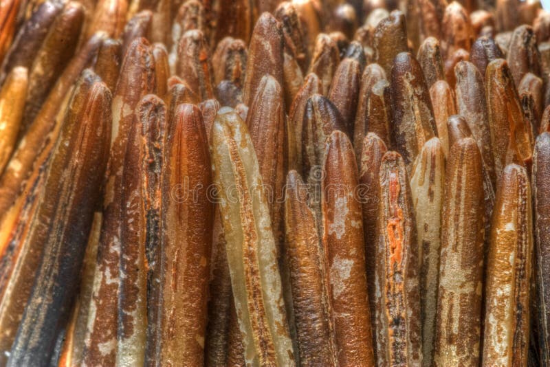 Extreme closeup of wild rice grains on white background. Extreme closeup of wild rice grains on white background