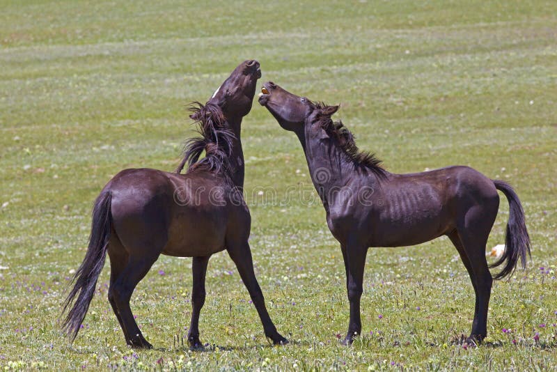 Wild horses in the Pryor Mountains of Montana establishing dominance. Wild horses in the Pryor Mountains of Montana establishing dominance