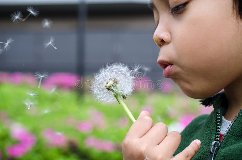 Dzieciak chłopiec podmuchowi dandelions