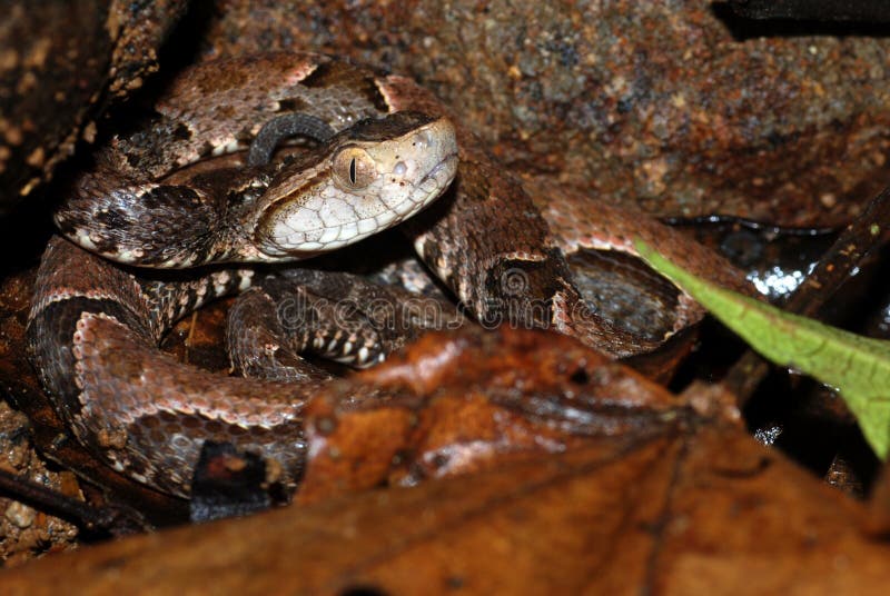 A baby fer de lance snake (bothrops asper) (terciopelo) in Costa Rica. The fer de lance is the most dangerous snake in Central and South America. A baby fer de lance snake (bothrops asper) (terciopelo) in Costa Rica. The fer de lance is the most dangerous snake in Central and South America.