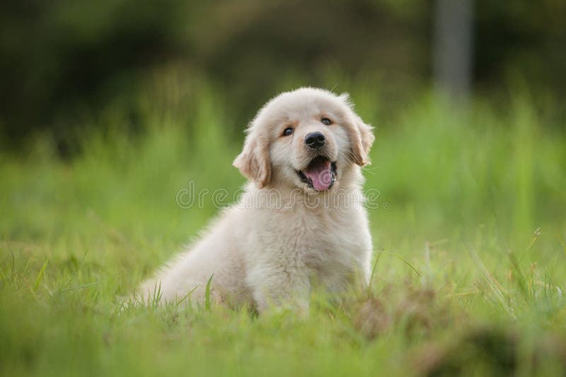 Dziecka golden retriever szczeniak w trawie w domu fotografia royalty free Dziecka golden retriever szczeniak w trawie w domu fotografia royalty free
