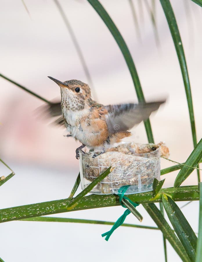 Dziecka Hummingbird przygotowywający opuszczać gniazdeczko fotografia stock Dziecka Hummingbird przygotowywający opuszczać gniazdeczko fotografia stock
