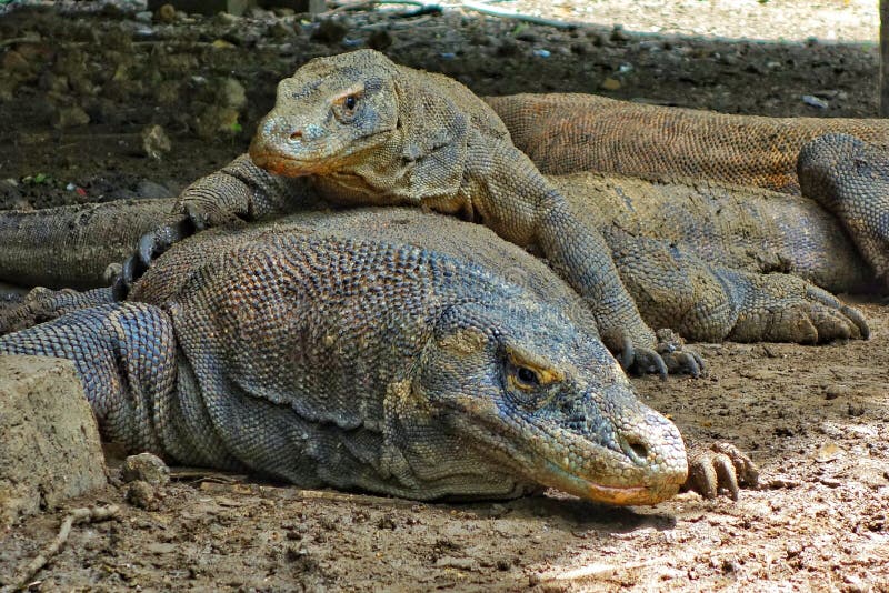 Dziecka Komodo smok kłaść na odgórnym it& x27; s matka, Komodo wyspy, Indonezja obraz royalty free Dziecka Komodo smok kłaść na odgórnym it& x27; s matka, Komodo wyspy, Indonezja obraz royalty free