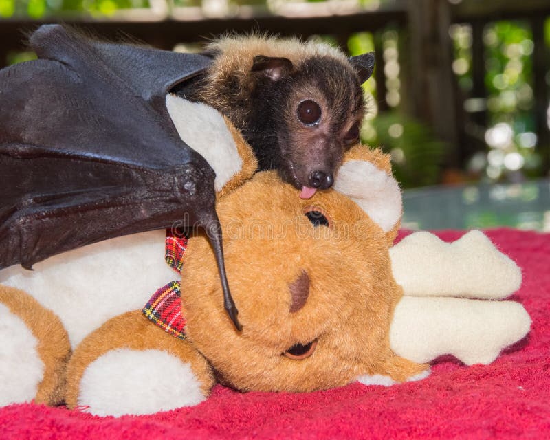 An orphaned Spectacled Flying Fox named Brad kisses a plush reindeer during at a wildlife rescue centre in Kuranda, Queensland, during his first Christmas. An orphaned Spectacled Flying Fox named Brad kisses a plush reindeer during at a wildlife rescue centre in Kuranda, Queensland, during his first Christmas.