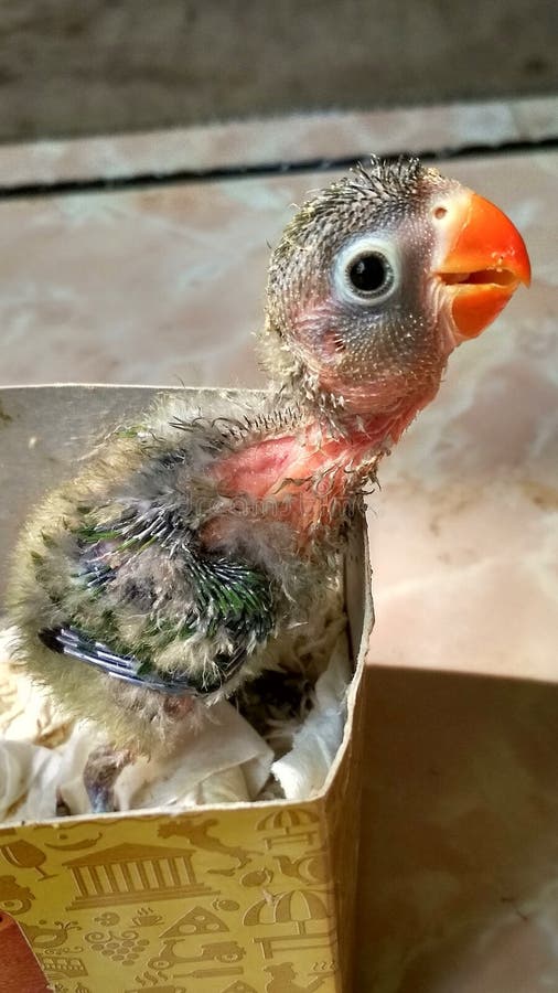 Dziecka Lovebird obrazy stock Dziecka Lovebird obrazy stock
