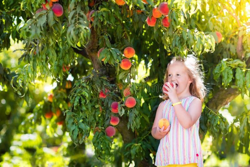 Dziecka łasowania i zrywania brzoskwinia od owocowego drzewa
