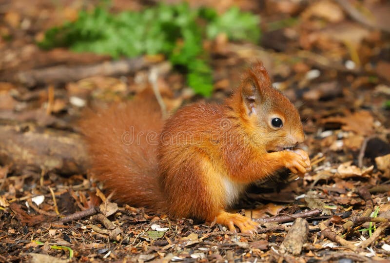 Dziecko Czerwonej wiewiórki Sciurus vulgaris obrazy royalty free Dziecko Czerwonej wiewiórki Sciurus vulgaris obrazy royalty free