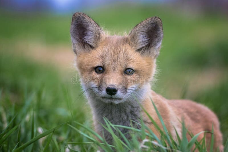 Dziecko Czerwony Fox w górę portreta obraz stock Dziecko Czerwony Fox w górę portreta obraz stock