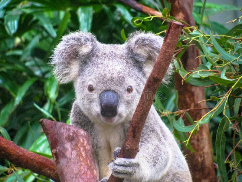 Dziecko koala obrazy royalty free Dziecko koala obrazy royalty free