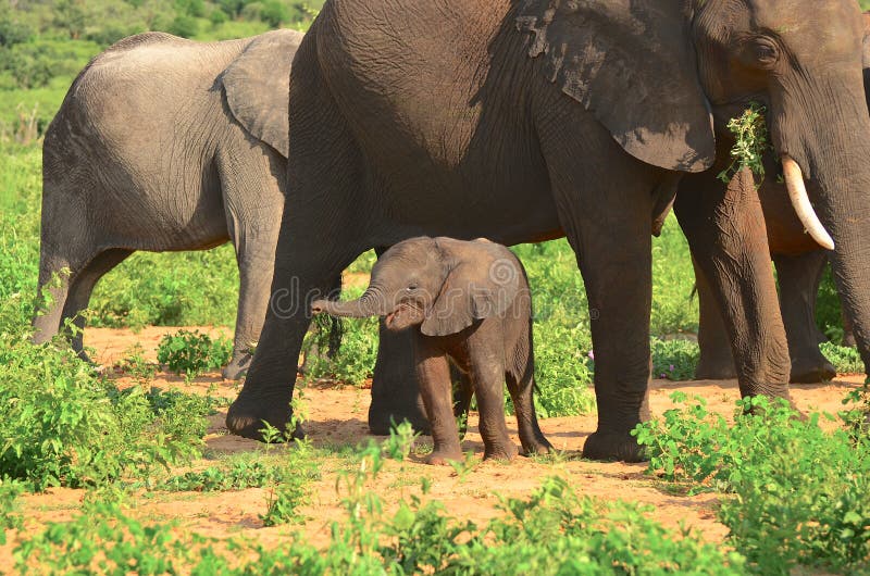 A baby elephant enjoys the safety of its mother in Chobe National Park in Botswana. A baby elephant enjoys the safety of its mother in Chobe National Park in Botswana