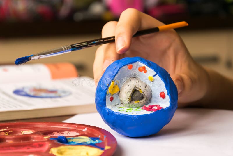 Dziecko uczy się biologię, studiuje strukturę komórka Komórka zrobi glina i maluje z tempera fotografia stock Dziecko uczy się biologię, studiuje strukturę komórka Komórka zrobi glina i maluje z tempera fotografia stock
