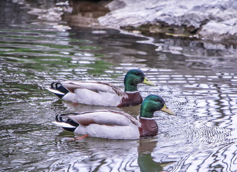 Dzienna powierzchowność zapasu fotografia dwa mallard kaczki w wiosny dopłynięciu w stawie przy roztoką Spada obrazy stock Dzienna powierzchowność zapasu fotografia dwa mallard kaczki w wiosny dopłynięciu w stawie przy roztoką Spada obrazy stock