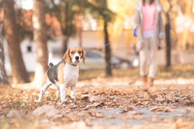 Dziewczyna i jej psi odprowadzenie w parku