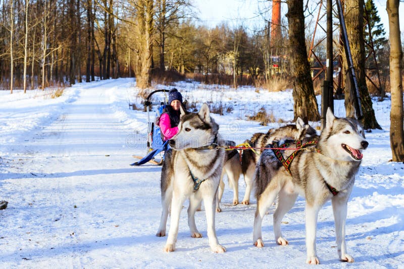 Dziewczyny jazda na saniu ciągnął psimi Syberyjskimi husky zdjęcie stock Dziewczyny jazda na saniu ciągnął psimi Syberyjskimi husky zdjęcie stock