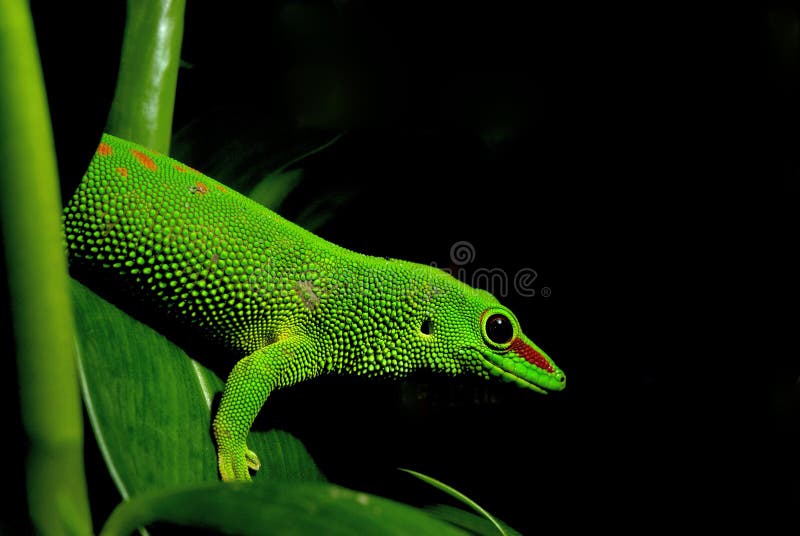 This lizard typically reaches a total length of about 28 cm, though larger specimens have been found. The body colour is bright green or, rarely, bluish green. A red stripe extends from the nostril to the eye. On the back there are red coloured dots or bars. These red markings are quite variable, and in some cases, completely absent, though the line extending from the nostril to the eye is always present. Some specimens may have small blue spots. Young individuals of the species often exhibit much more red than their parents, but as time passes, many of the markings fade, to leave those that will remain until the gecko dies. The underside of these animals is a creamy white ranging to an eggy yellow. A stressed animal is more likely to have darker colouration, making it appear as though there are orange parts to the red colouration, and the green appears far darker. This lizard typically reaches a total length of about 28 cm, though larger specimens have been found. The body colour is bright green or, rarely, bluish green. A red stripe extends from the nostril to the eye. On the back there are red coloured dots or bars. These red markings are quite variable, and in some cases, completely absent, though the line extending from the nostril to the eye is always present. Some specimens may have small blue spots. Young individuals of the species often exhibit much more red than their parents, but as time passes, many of the markings fade, to leave those that will remain until the gecko dies. The underside of these animals is a creamy white ranging to an eggy yellow. A stressed animal is more likely to have darker colouration, making it appear as though there are orange parts to the red colouration, and the green appears far darker.