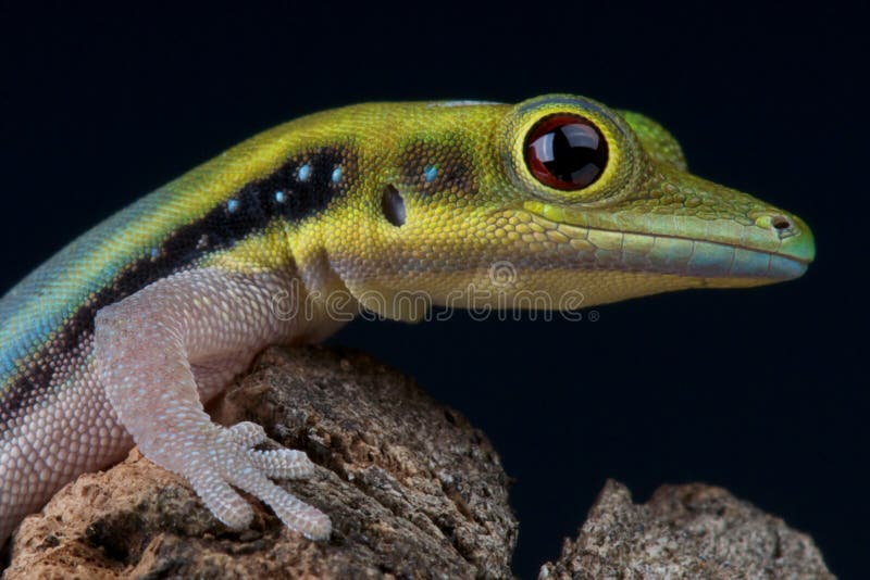 The Yellow-headed day gecko / Phelsuma klemmeri. The Yellow-headed day gecko / Phelsuma klemmeri