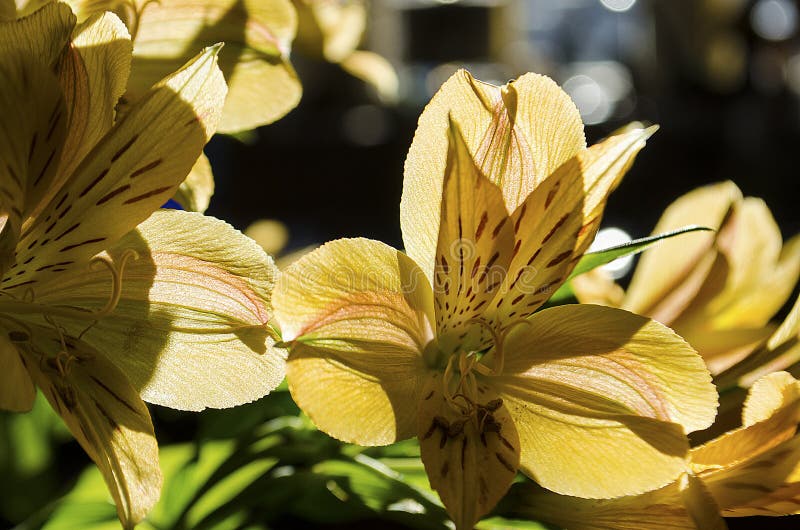 Sunlight shining through bouquet of day lilies on the kitchen table Easter morning agriculture attractions background beautiful beauty bloom blooming blossom botanical botany bright bud buds citrina citron closeup color colorful daylily decoration detail early flora floral flower flowers fresh fulva garden genus green greens hemerocallis leaf lilly macro natural nature opaque ornamental outdoor petal photography plant plants scenery season solstice spring stamens summer sunny tourism translucent white yellow art. Sunlight shining through bouquet of day lilies on the kitchen table Easter morning agriculture attractions background beautiful beauty bloom blooming blossom botanical botany bright bud buds citrina citron closeup color colorful daylily decoration detail early flora floral flower flowers fresh fulva garden genus green greens hemerocallis leaf lilly macro natural nature opaque ornamental outdoor petal photography plant plants scenery season solstice spring stamens summer sunny tourism translucent white yellow art