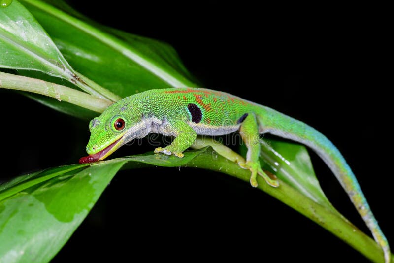 Peacock day gecko, phelsuma quadriocellata, ranomafana, madagascar. Peacock day gecko, phelsuma quadriocellata, ranomafana, madagascar