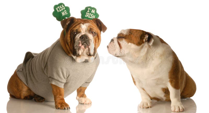 St. Patricks Day bulldogs sharing a little Irish love. St. Patricks Day bulldogs sharing a little Irish love