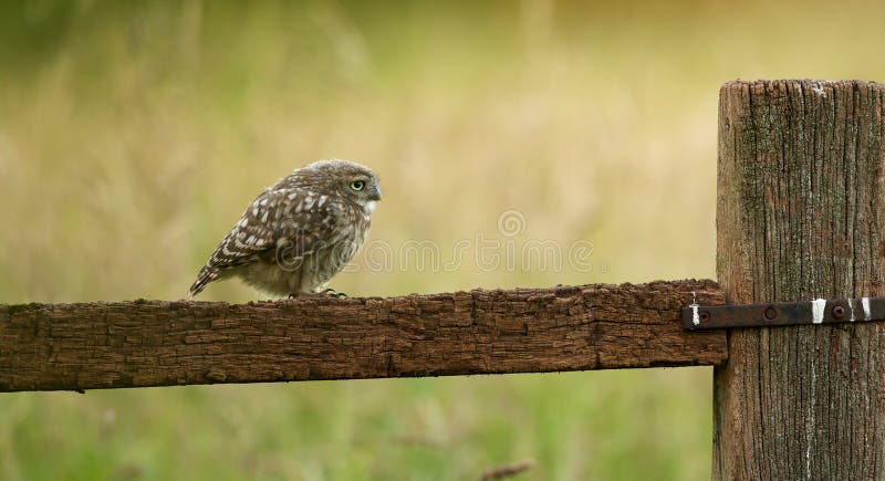 Dzika mała sowa zdjęcia stock