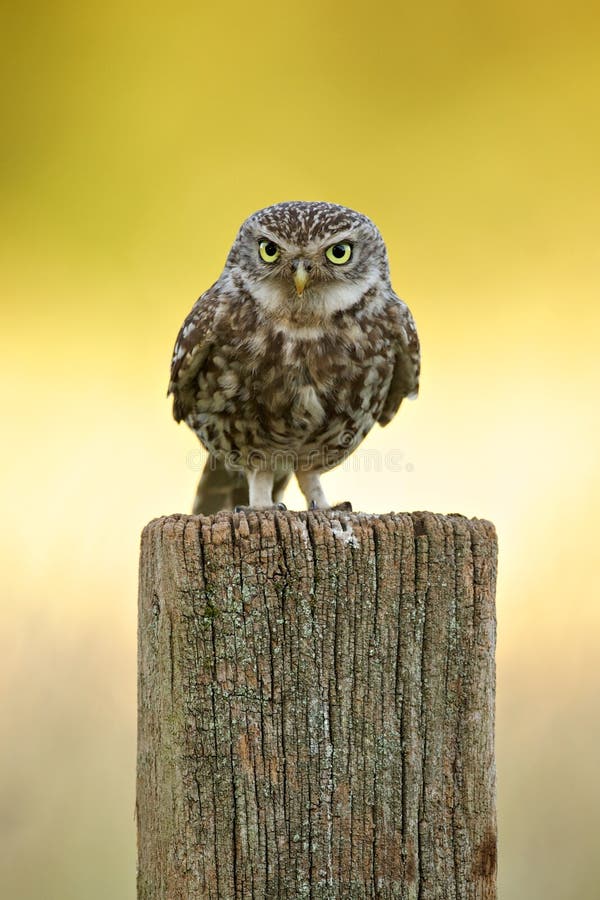 Dzika mała sowa obrazy royalty free
