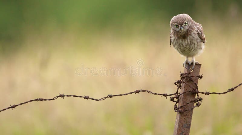 Dzika mała sowa zdjęcie stock
