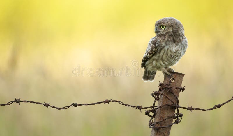 Dzika mała sowa zdjęcia stock
