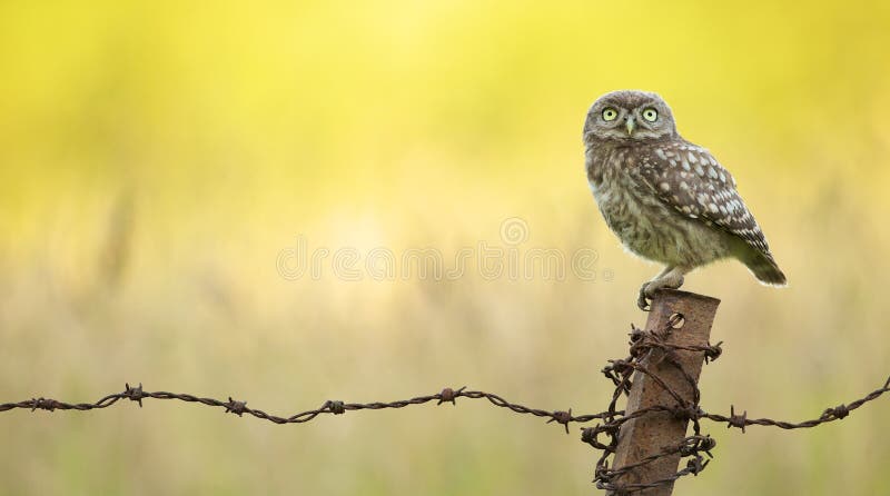 Sowa mniejsza dzika obrazy stock