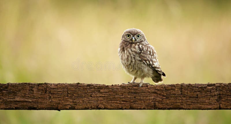 Sóweczka mała fotografia stock