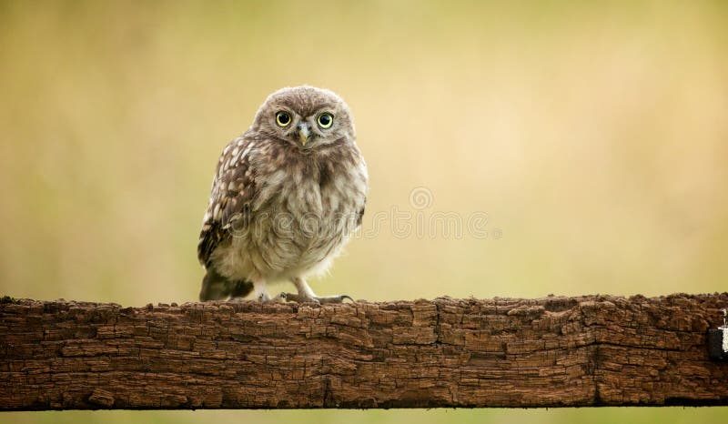 Dzika mała sowa zdjęcie royalty free