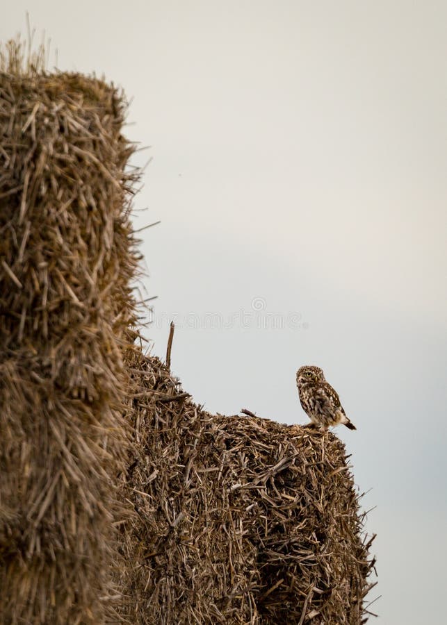 Wild little owl sat on edge of hay bales alert.(Athene noctua). Wild little owl sat on edge of hay bales alert.(Athene noctua)