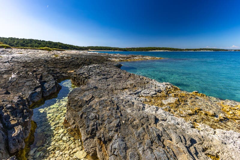 Dzika przyroda i roślinność w sezonie letnim na Półwyspie Kamenjak Istria zdjęcie stock