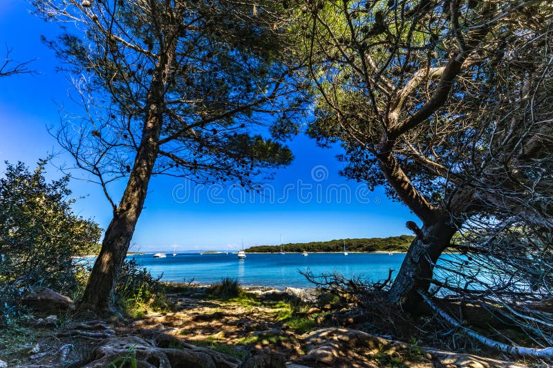 Dzika przyroda i roślinność w sezonie letnim na Półwyspie Kamenjak Istria zdjęcie stock
