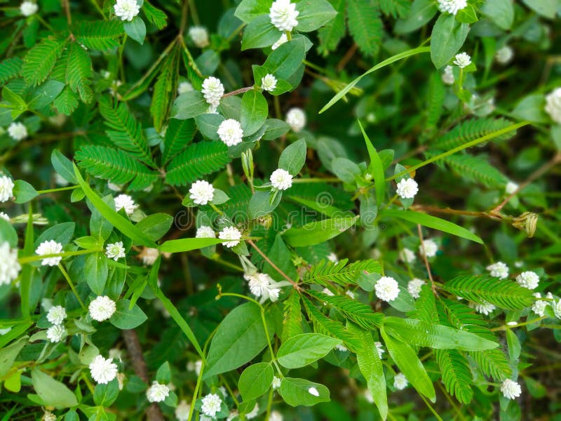 weeds growing on the side of the road. This grass has just flowered. small flowers are small but very numerous. beautiful to look at. weeds growing on the side of the road. This grass has just flowered. small flowers are small but very numerous. beautiful to look at.