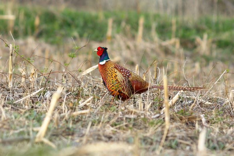 Dziki bażanta kogut w rolniczym polu fotografia royalty free