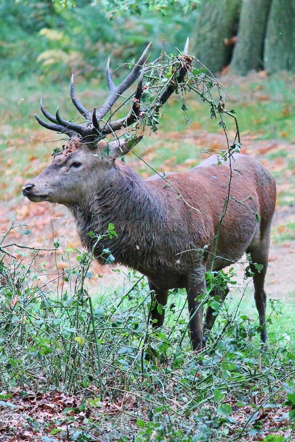 Dziki Czerwonego rogacza jeleń w Sumiastym parku obraz stock Dziki Czerwonego rogacza jeleń w Sumiastym parku obraz stock