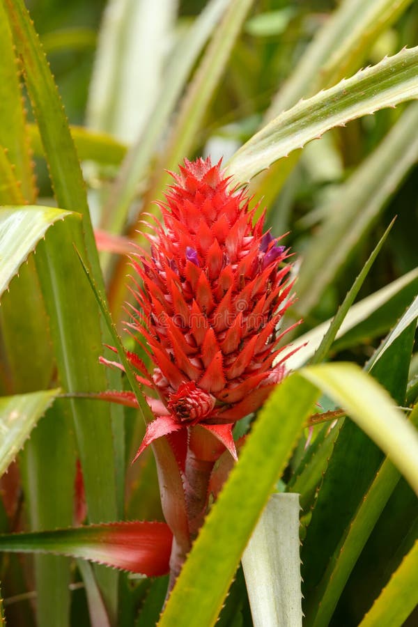 Dziki czerwony ananas w Madagascar pustkowiu obrazy royalty free Dziki czerwony ananas w Madagascar pustkowiu obrazy royalty free