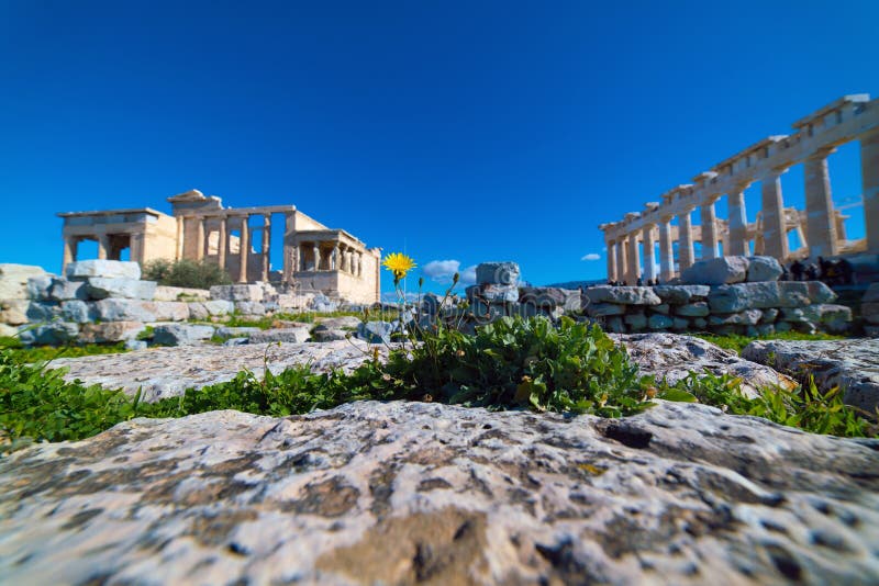 Dziki kwiat wśrodku Antycznych skał Parthenon akropol A zdjęcia royalty free Dziki kwiat wśrodku Antycznych skał Parthenon akropol A zdjęcia royalty free