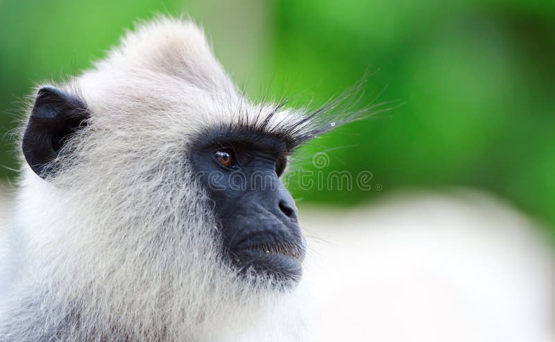 Portraint of very serious wild monkey. Selective focus on eyes. Portraint of very serious wild monkey. Selective focus on eyes.