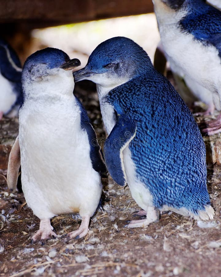 Mały dziki pingwin zdjęcie stock