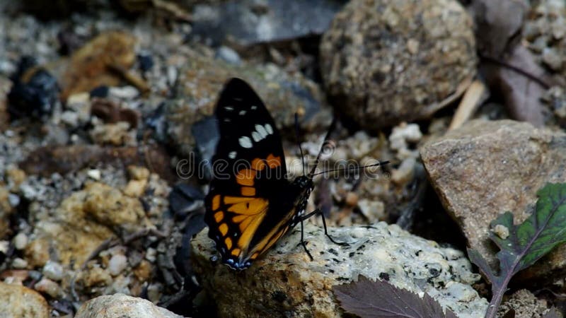 Dziki motyl liże kamień