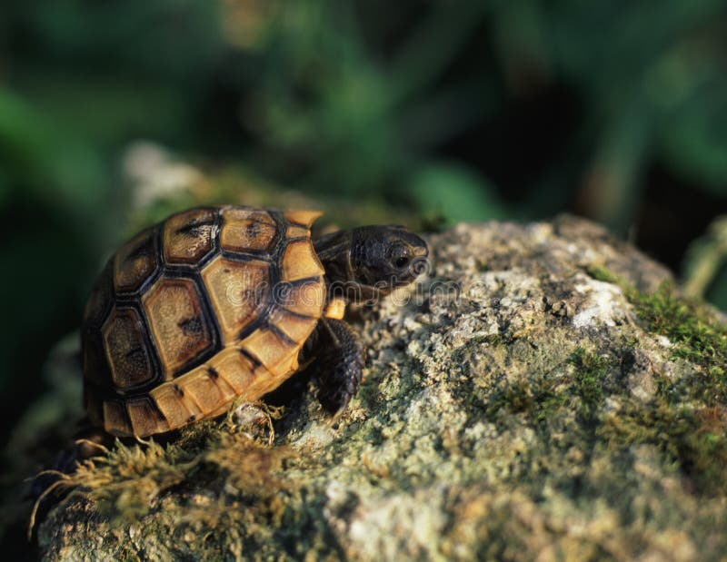 Mała dzika żółw na zewnątrz zdjęcia stock