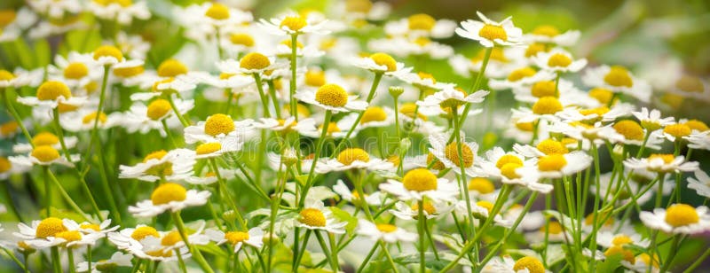 Dzikich kwiatów chamomile pola stokrotki rośliny światła słonecznego lata wiosna