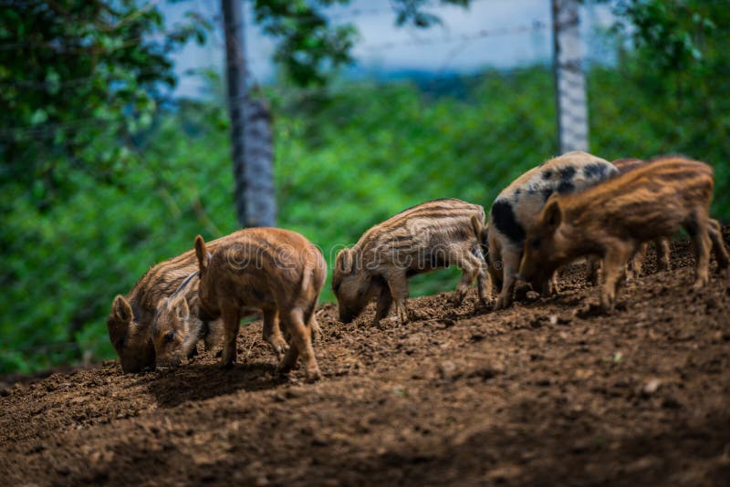 Dzikie dziki zdjęcia royalty free