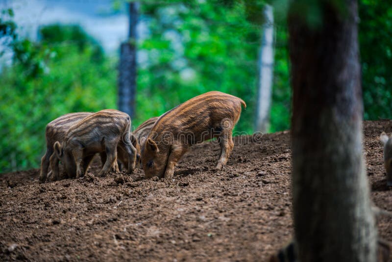 Dzikie dziki fotografia royalty free